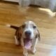 Beagle Puppy Male