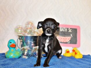 Sullivan – Adorable Baby Boy w/BIG Personality