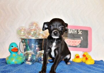 Sullivan – Adorable Baby Boy w/BIG Personality