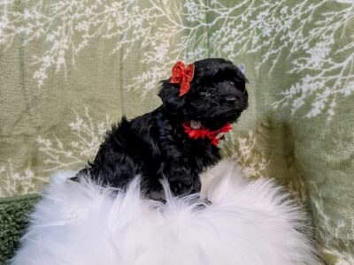 Tiny female yorkipoo