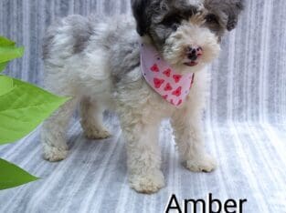 Amber