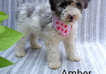 Amber