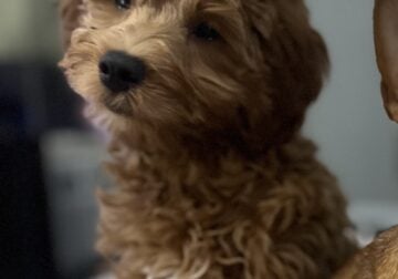 Female Cavapoo for rehoming