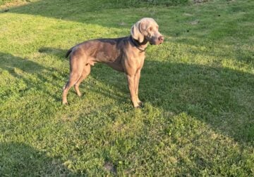 3 yr old neutered male purebred Weimaraner