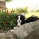 AKC Bernese Mountain female puppy Indianan (Jane)