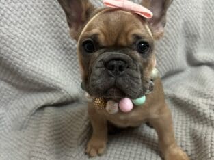 8 Week Old French Bulldogs Looking for Homes