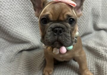 8 Week Old French Bulldogs Looking for Homes