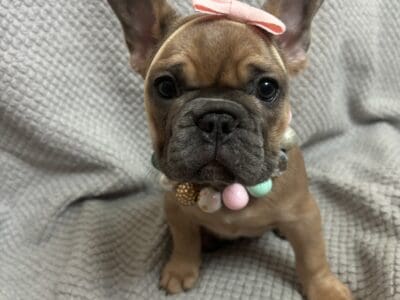 8 Week Old French Bulldogs Looking for Hom  ...