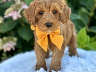 Miniature Goldendoodle