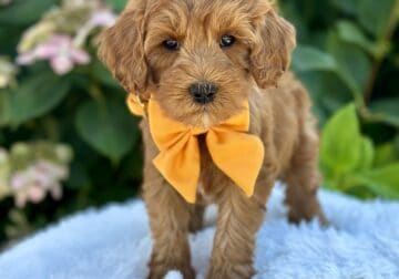 Miniature Goldendoodle