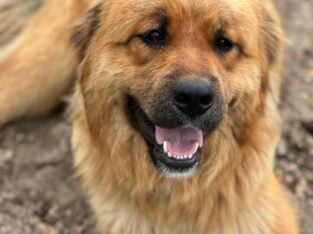 Male Bernese Pyrenees Mix