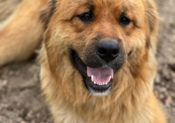 Male Bernese Pyrenees Mix