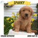 AKC GOLDEN RETRIEVER PUPS
