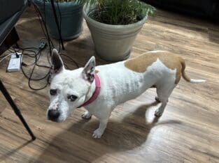 Pit Bull Terrier – Free