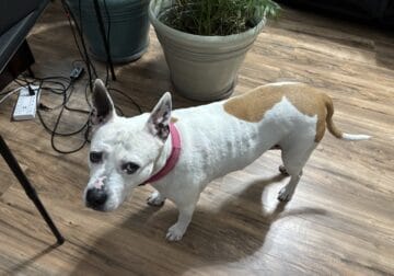 Pit Bull Terrier – Free