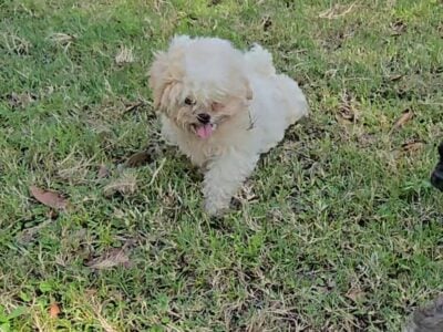 AKC Shih Tzu puppies M&F