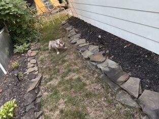 American Bully Stud 2