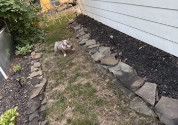 American Bully Stud 2
