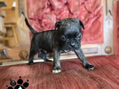 Male 3 Bugg puppy