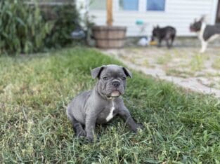 French Bull Dog Puppy – Kevin