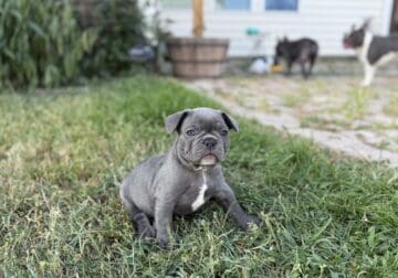 French Bull Dog Puppy – Kevin