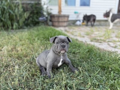 French Bull Dog Puppy – Kevin