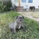 French Bull Dog Puppy – Kevin
