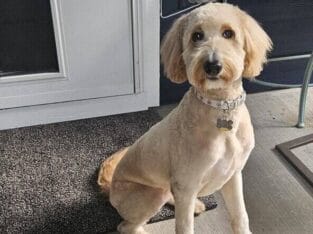 10 Month Old Female Double Doodle