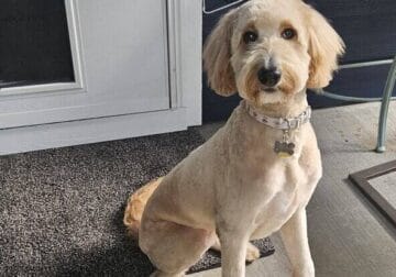 10 Month Old Female Double Doodle
