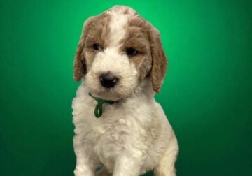 Goldendoodle puppies