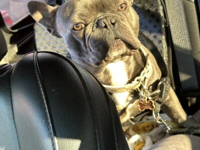 Rehoming 3yr old French bulldog