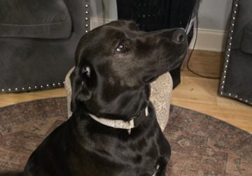 20 Month Female black labrador Rehome