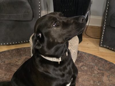 20 Month Female black labrador Rehome