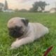 Fawn girl pug