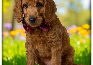 Dolly (Orange collar)