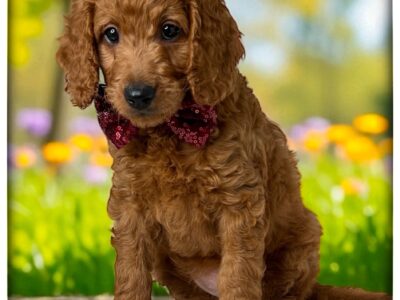 Dolly (Orange collar)