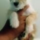 Adorable Small Breeds