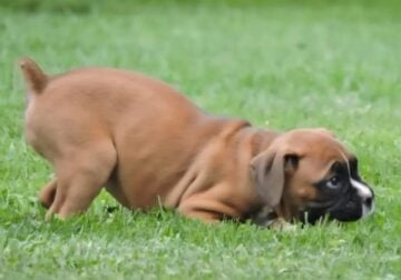 Male AKC Boxer puppy