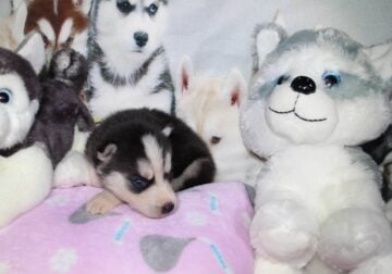 AKC REG SIBERIAN PUP FEMALE