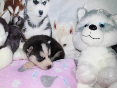AKC REG SIBERIAN PUP FEMALE