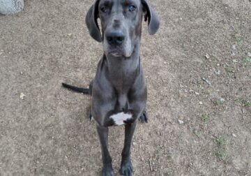 1 year old female Great Dane