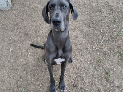 1 year old female Great Dane