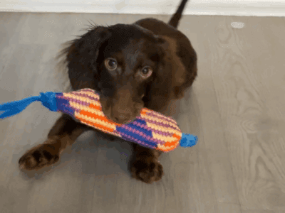 Long haired mini dachshund