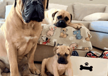 Female BullMastiff puppies