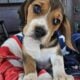 Purebred Beagle puppies – Male #1