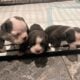 Olde English Bulldogge Puppies!