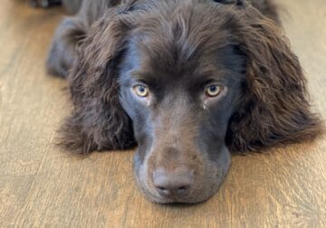 Boykin Spaniel