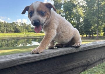 Heeler Puppies