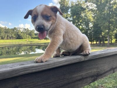 Heeler Puppies