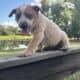 Heeler Puppies